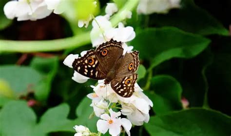 蝴蝶飞进家里代表什么|蝴蝶飞进家里代表什么预兆 黑花蝴蝶飞进家里代表什么预兆